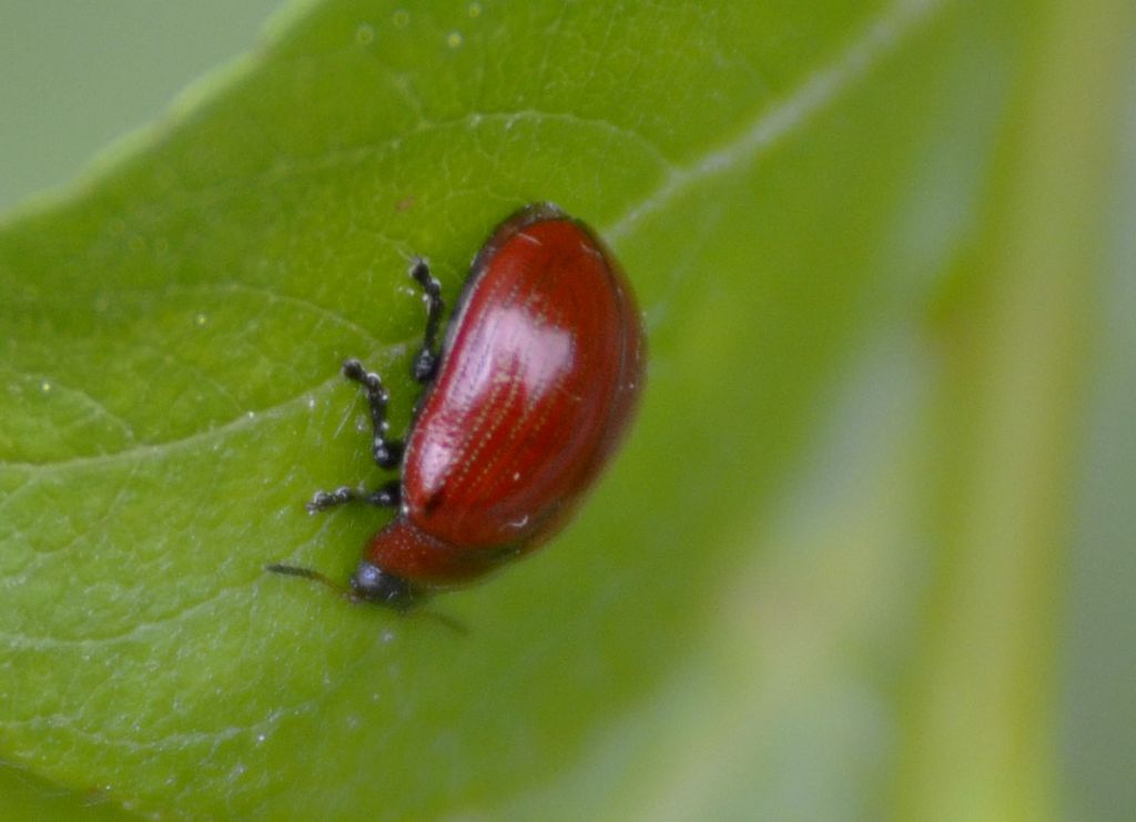 Gonioctena viminalis, Chrysomelidae